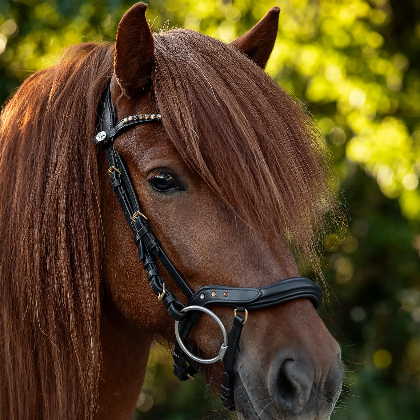 Anatomische Islandtrense Comfort schwarz, Verzierungen braun-messing