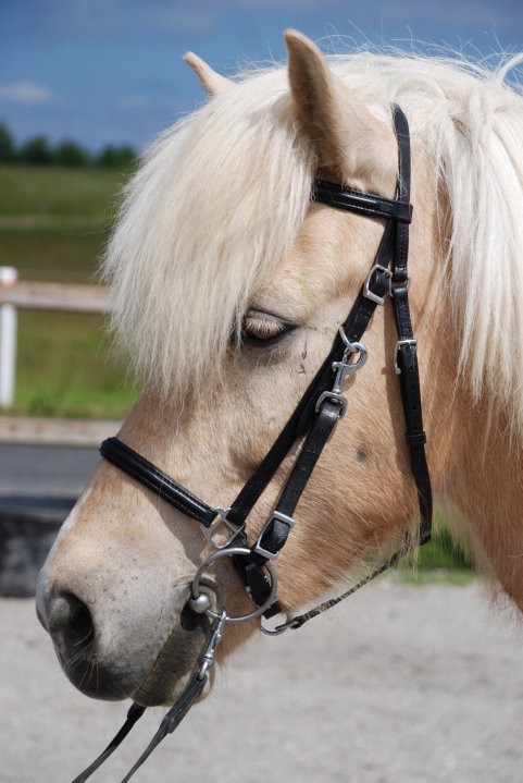 Nordic Horse Wanderreithalfter
