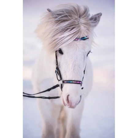 Nordic Horse Trense Rainbow mit hann. Reithalfter