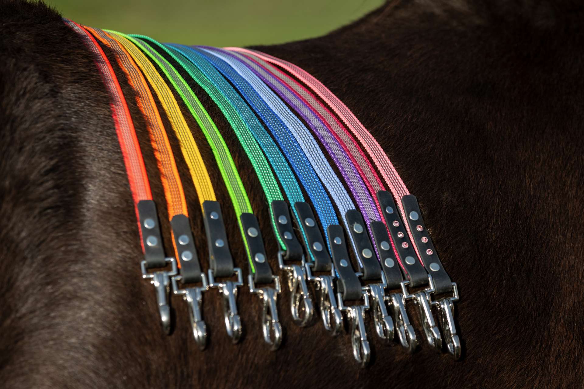 Gurtzügel „GangSalat.de“ bunt mit Biothane Abschluss, Zügelhaken chrom, 2,70m