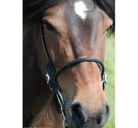 engl. Reithalfter Nordic Horse elegant 6mm