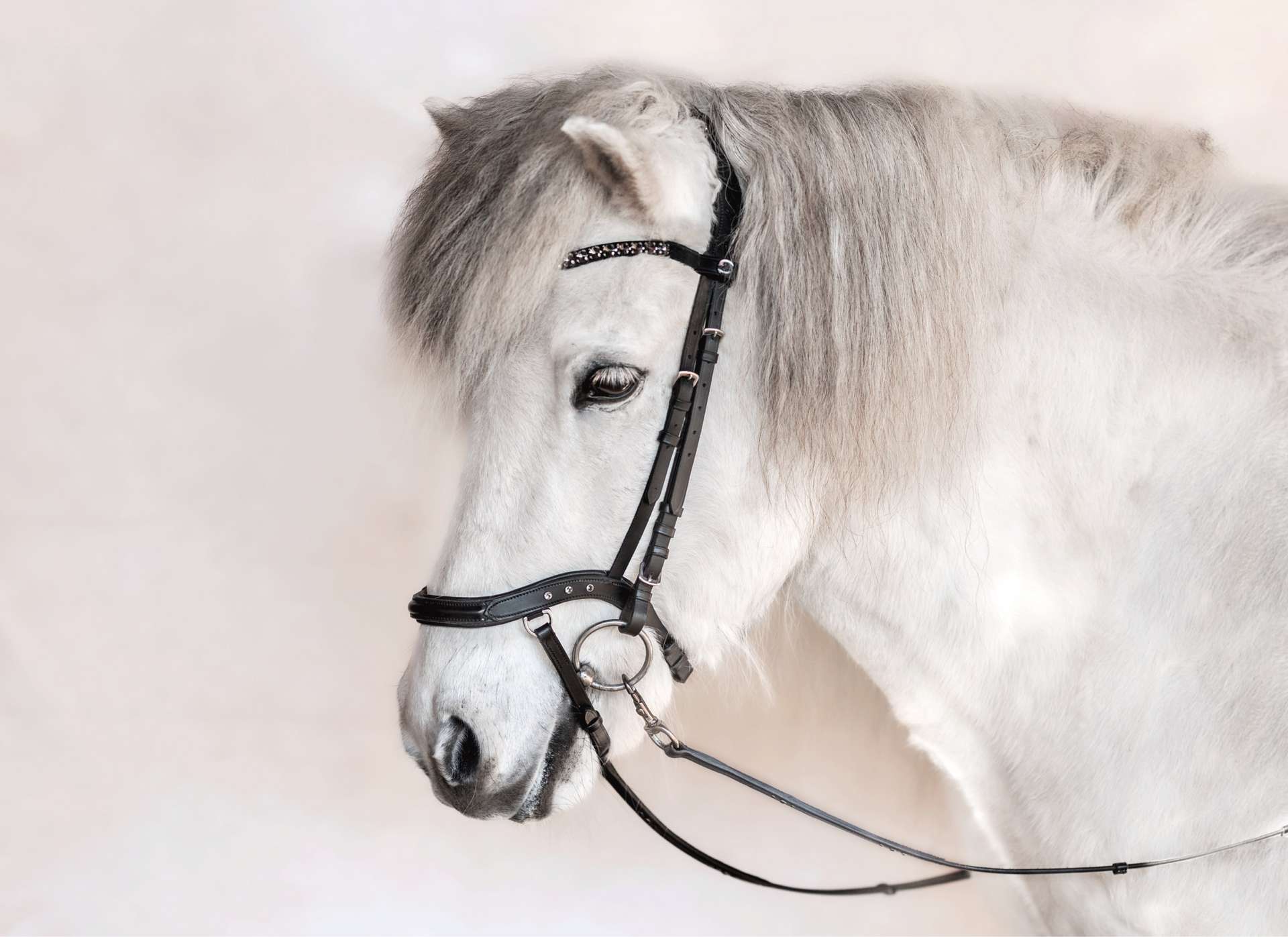 epona anatomische trense, black beach Islandtrense Anatomische Trense Black Beach