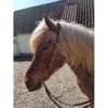 Nordic Horse Kopfstück (Nackenriemen) goldene Schlaufen, Nr. 132