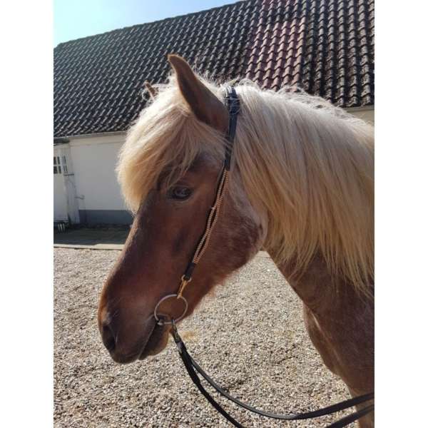 Nordic Horse Kopfstück (Nackenriemen) goldene Schlaufen, Nr. 132
